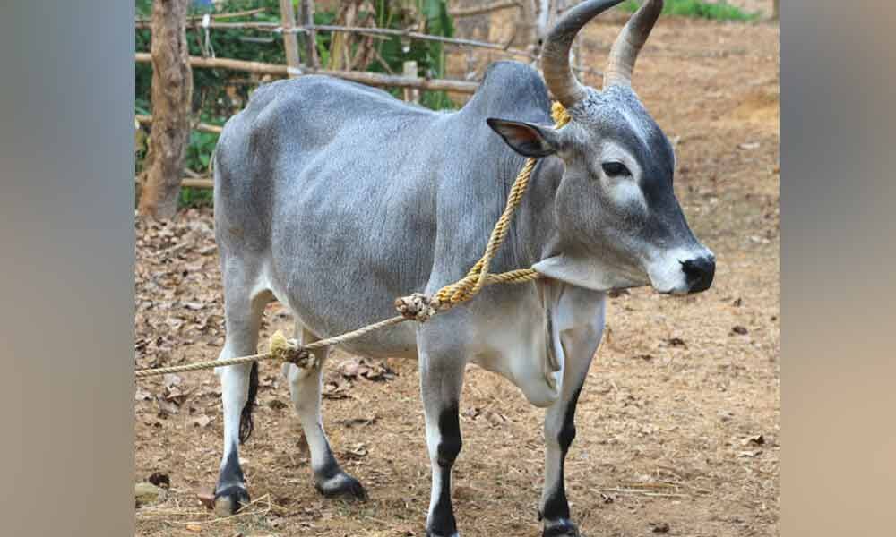 indigenous-breed-of-tamil-nadu-cows-to-be-sold-via-helpline