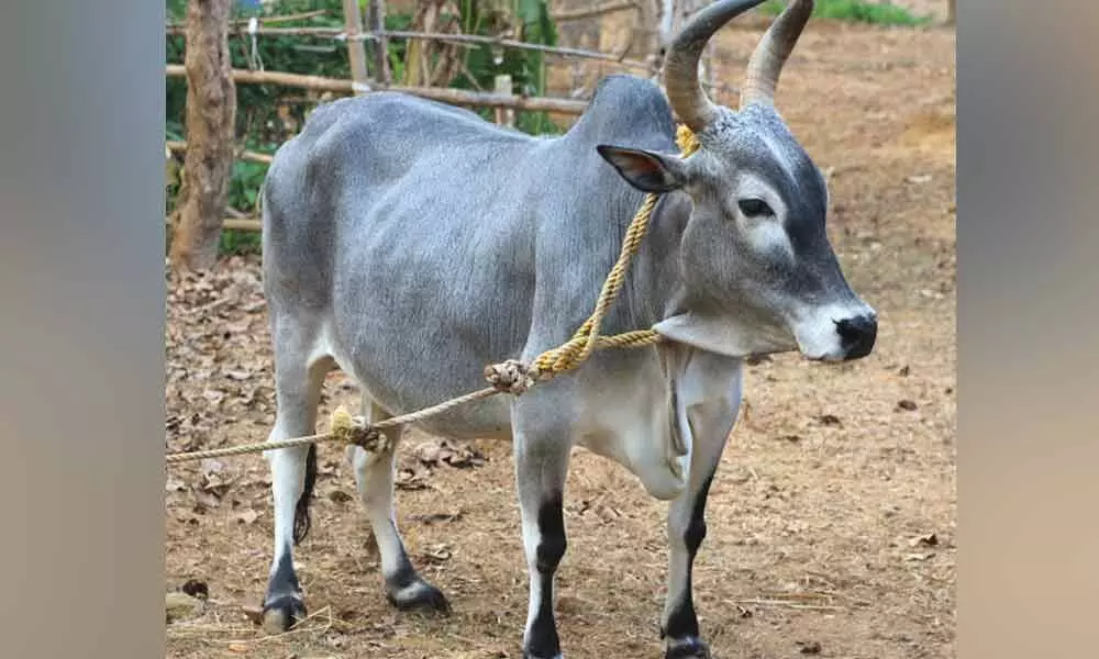 Kangayam Cattle Full Breed