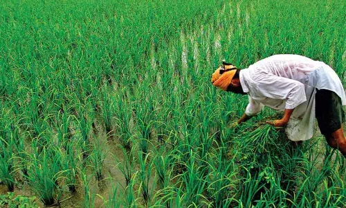 kharif yields kharif yields