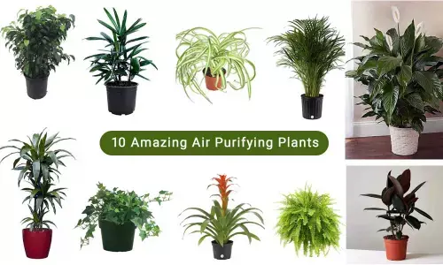 10 Amazing Air Purifying Plants