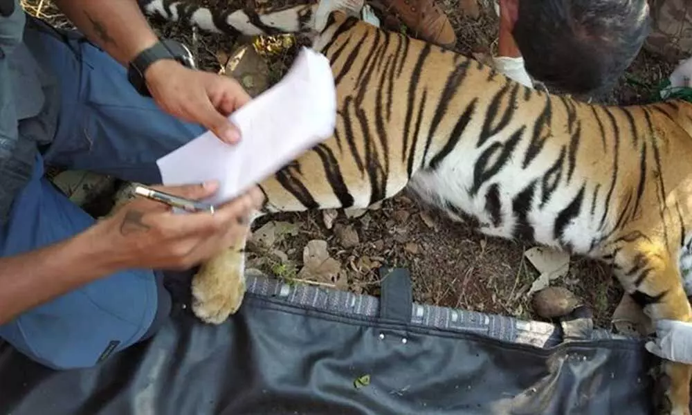 Tiger captured after killing five people dies in Nagpur