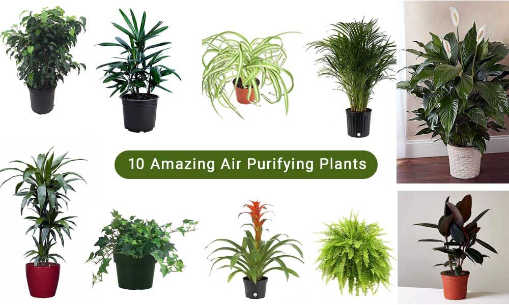 Quelle est la meilleure plante d'intérieur pour purifier l'air