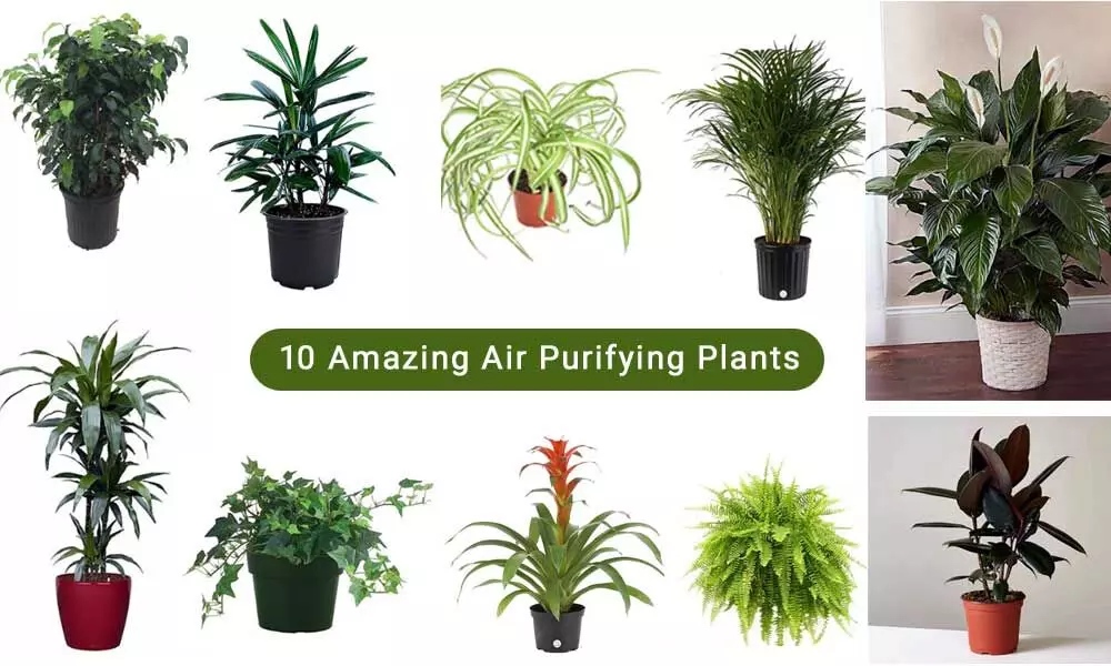 Filtration d'air des plantes intérieures
