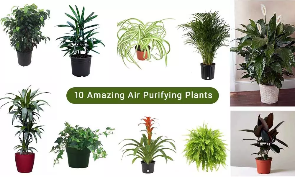 10 Amazing Air Purifying Plants