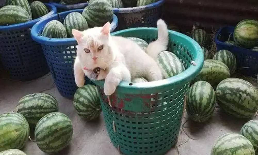 Here Is How An Angry Cat Supervised The Watermelons In Thailand
