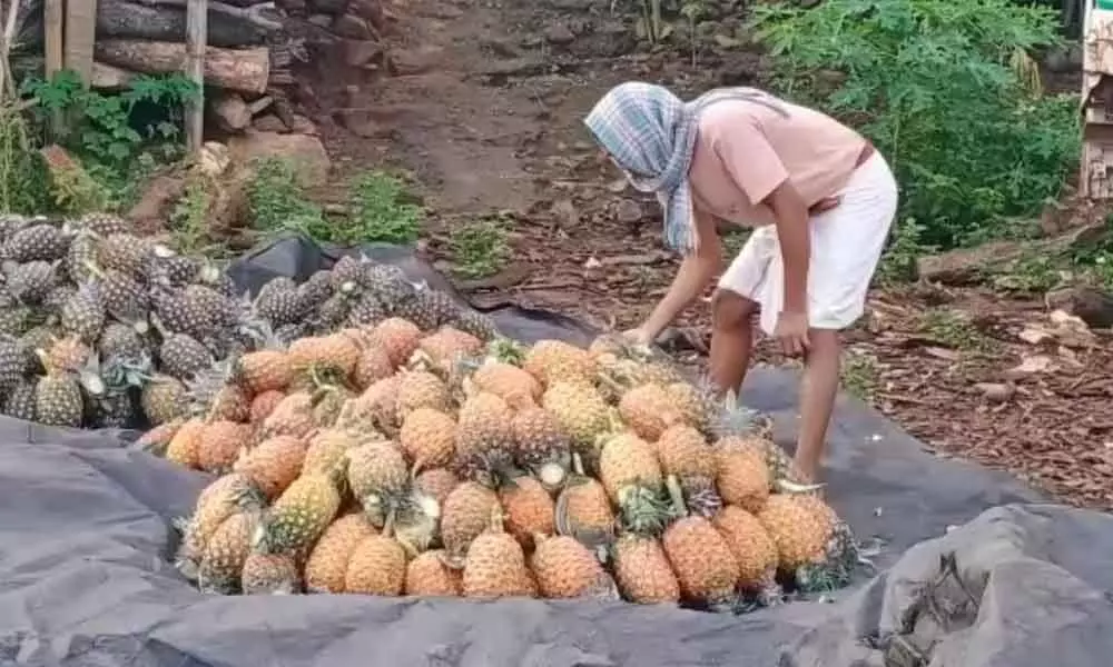 A tribal farmer harvested pineapple fruit at Eethamanuguda village in Sitampeta mandal in Srikakulam district
