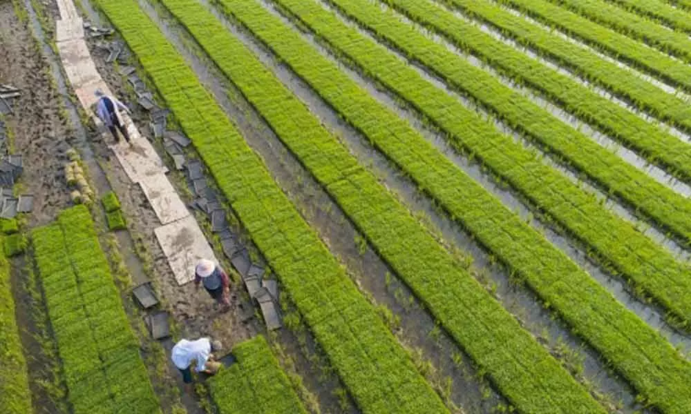 Farmers busy in agriculture works