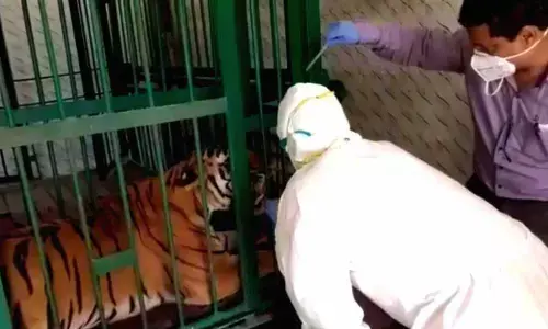 Tigress dies in Aurangabad zoo, swab sent for Covid-19 test