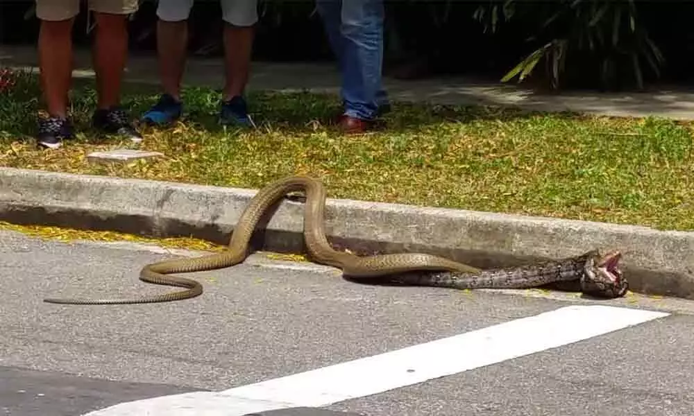 Cobra spotted on road creates panic in Hyderabad