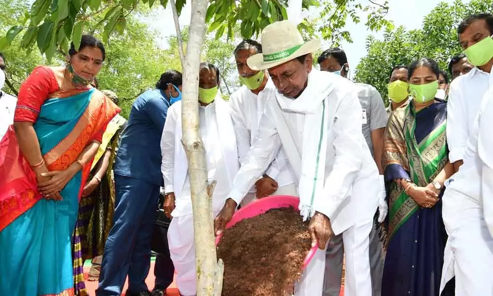 Chief Minister K Chandrashekar Rao secures a sapling during launch of the sixth phase of Haritha Haram to plant 30 crore saplings, at Narsapur eco-park in Medak district on Thursday