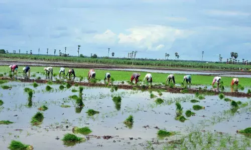 Farmers busy in transplantation of paddy