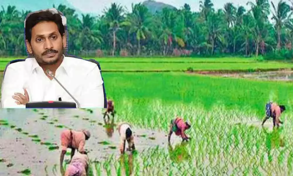 Andhra govt. to disburse pending Rabi Crop Insurance amount to farmers today