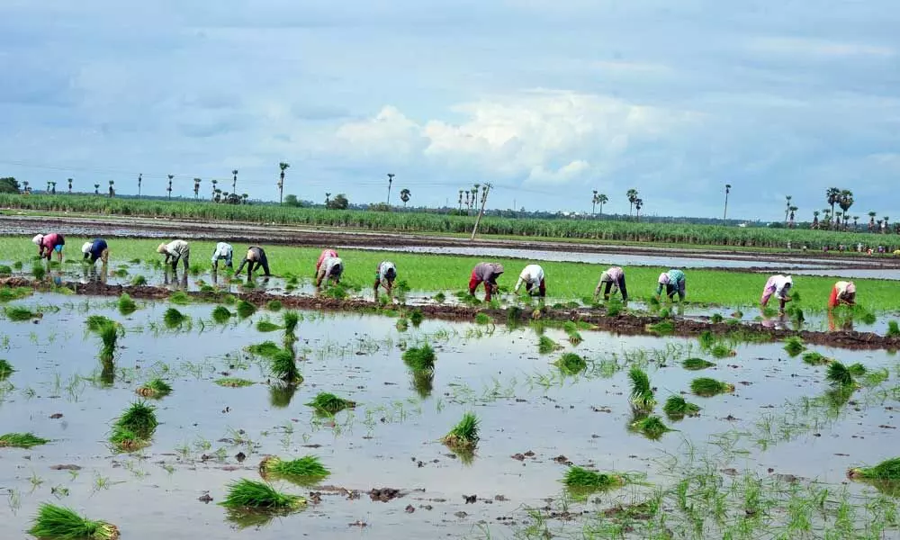 Farmers busy in transplantation of paddy