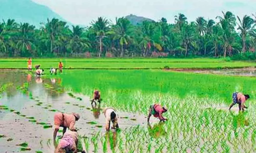 Citing moisture, traders fleece paddy farmers