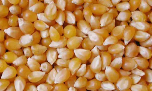 AP achieves record rabi crop procurement