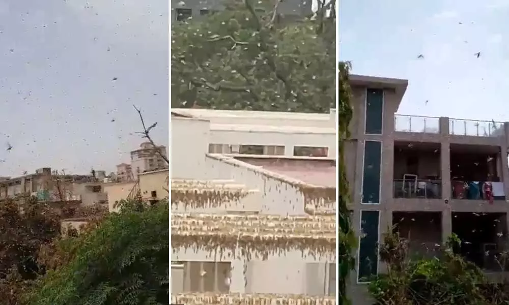 Locust Swarms Descend On Gurugram In Haryana