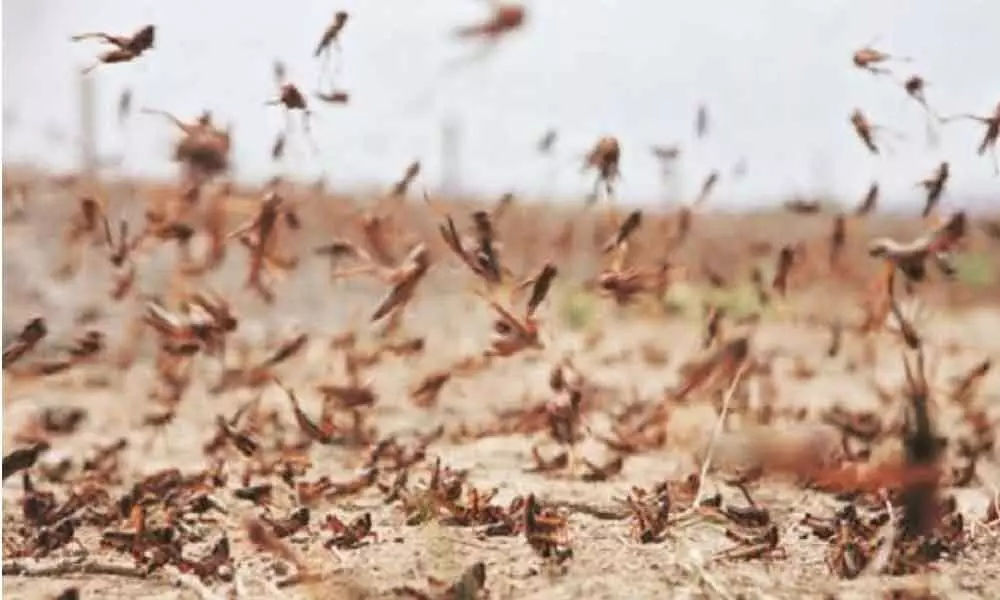 Locusts wouldn’t have spread if Rajasthan had cooperated: Union Minister Kailash Choudhary