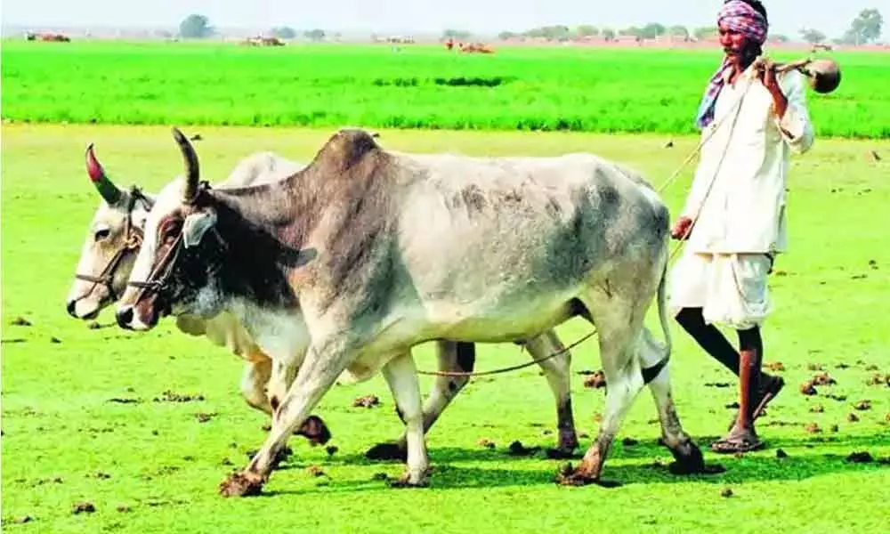 Farmers expect better yields in kharif