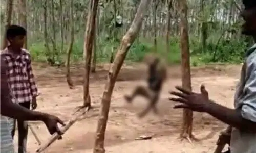 Barbaric act: People hang monkey to death in Telanganas Khammam