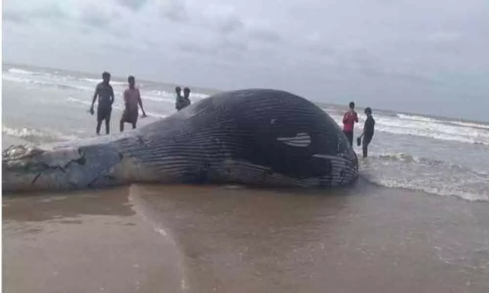 36-ft long whale washes ashore in West Bengals Mandarmi