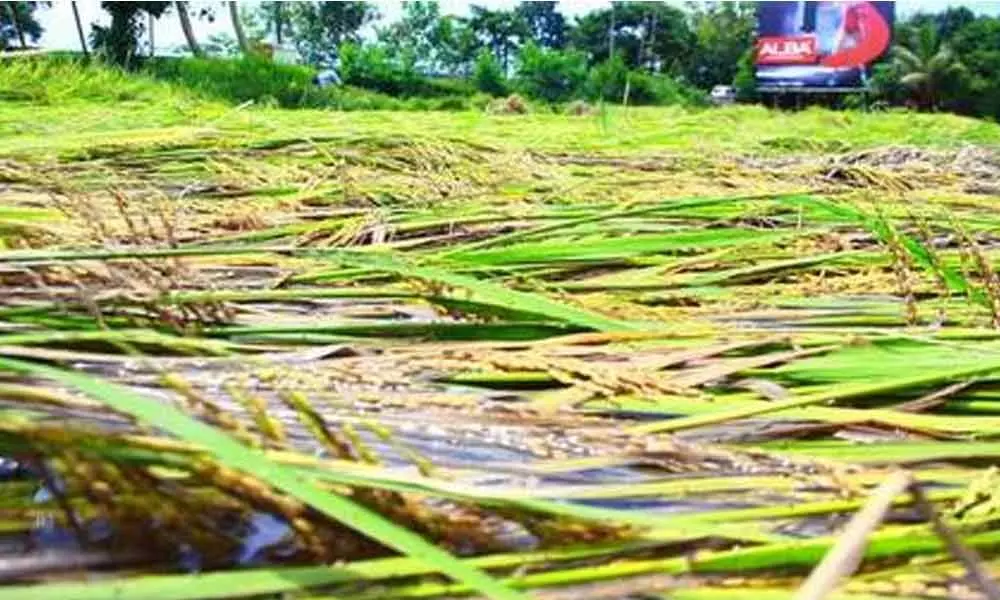 Crops in 40 acres in Kosgi submerge in rainwater