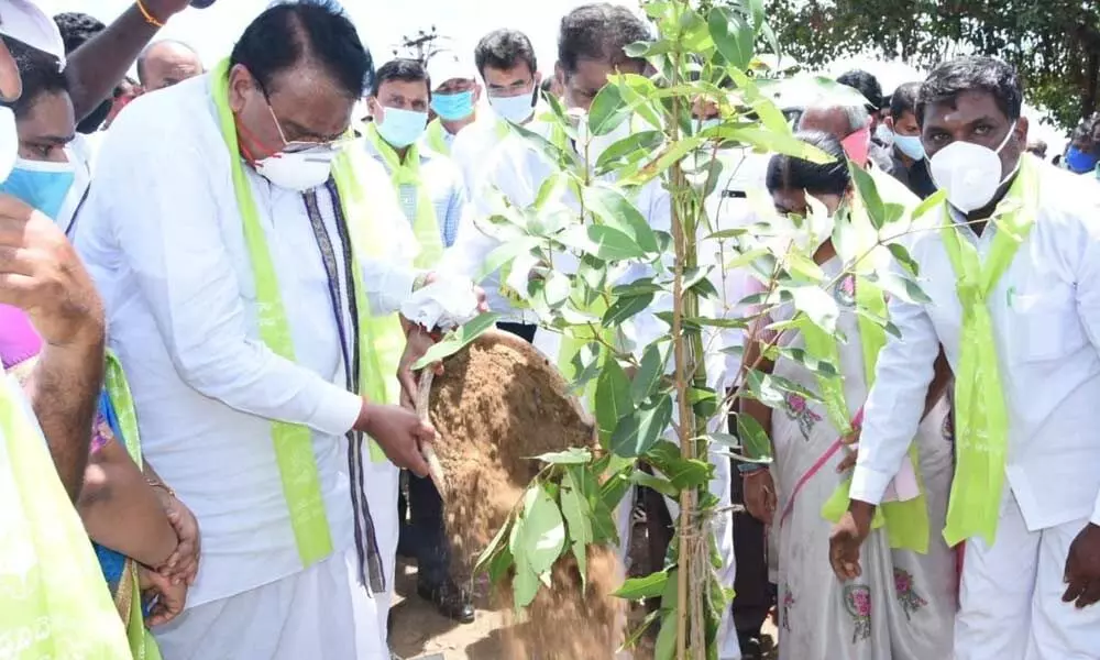 Speaker P Srinivasa Reddy planting a sapling at Ghandari crossroads in Kamareddy on Monday