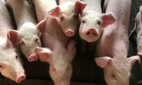 New swine flu in China has pandemic potential