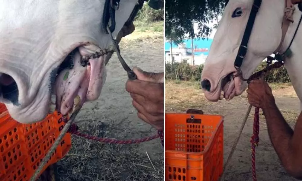 Assam bans use of spiked bits on horses