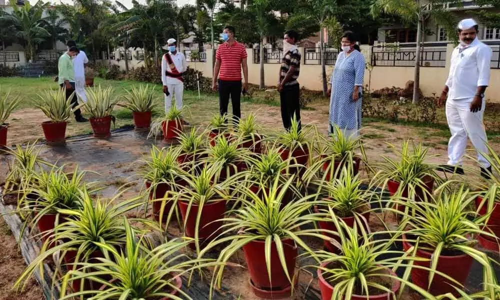 KMC Commissioner Swapnil Dinakar Pundkar inspecting KMC Park in Kakinada on Tuesday