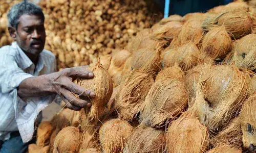 Coconut growers in distress over non-purchase of stocks