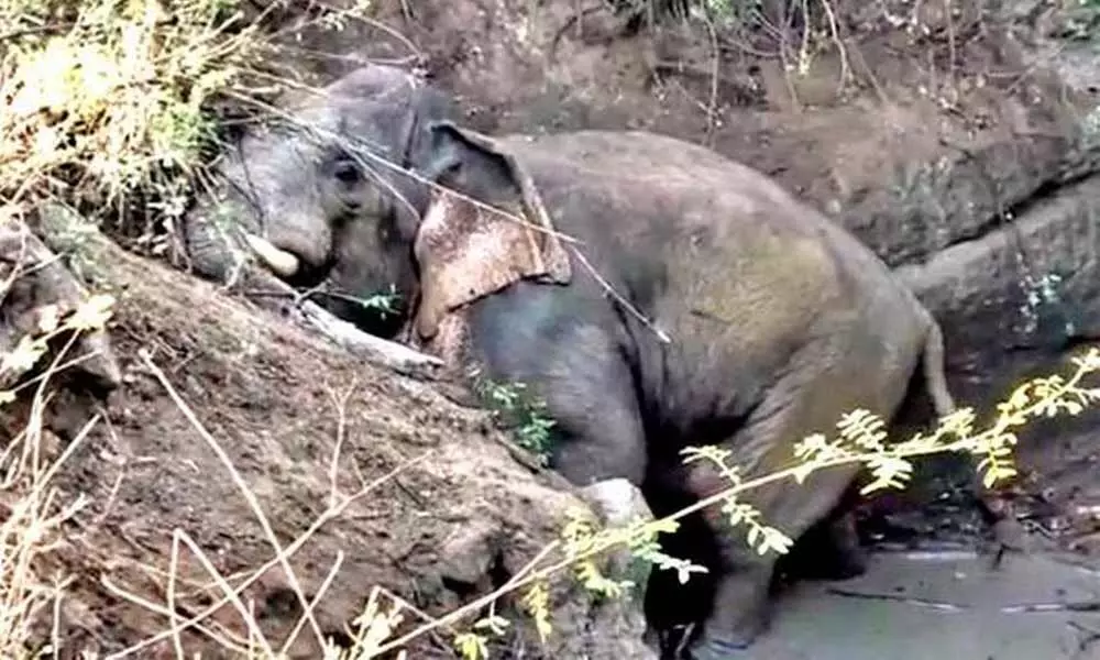 After four hours, Kerala wild elephant rescued from well
