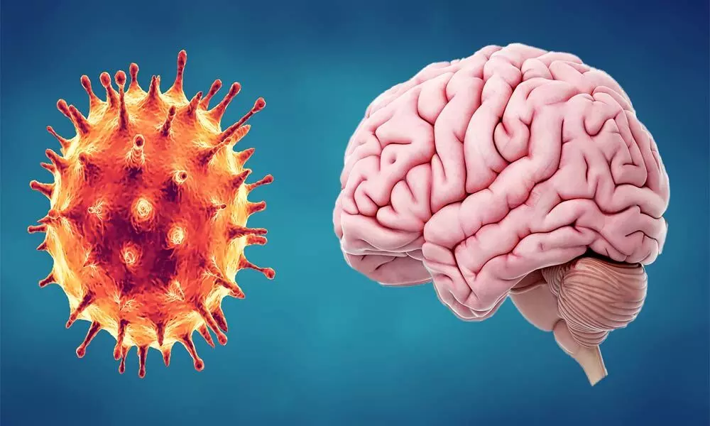 How COVID-19 virus can infect human brain cells