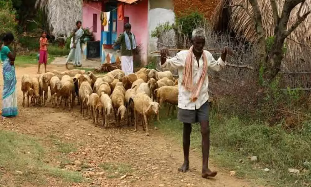 Goats quarantined in Karnataka after shepherd tested Corona Positive