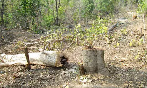 Stripping Telangana of its green cover in the name of Podu!