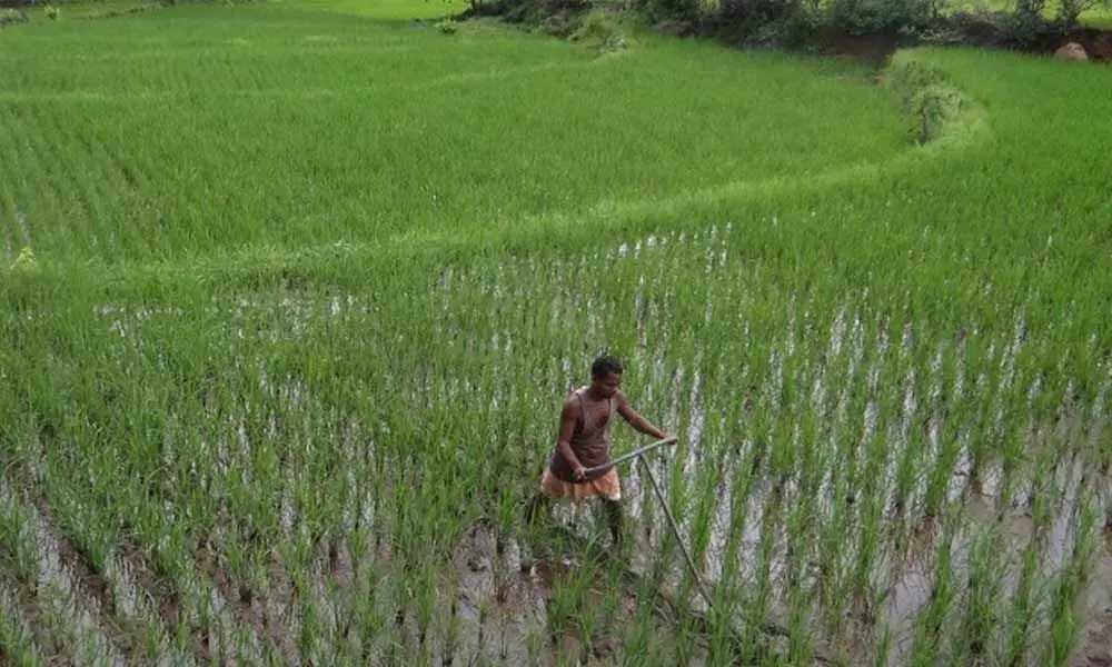 Green revolution in Telangana finishes after taking up the third crop in summer