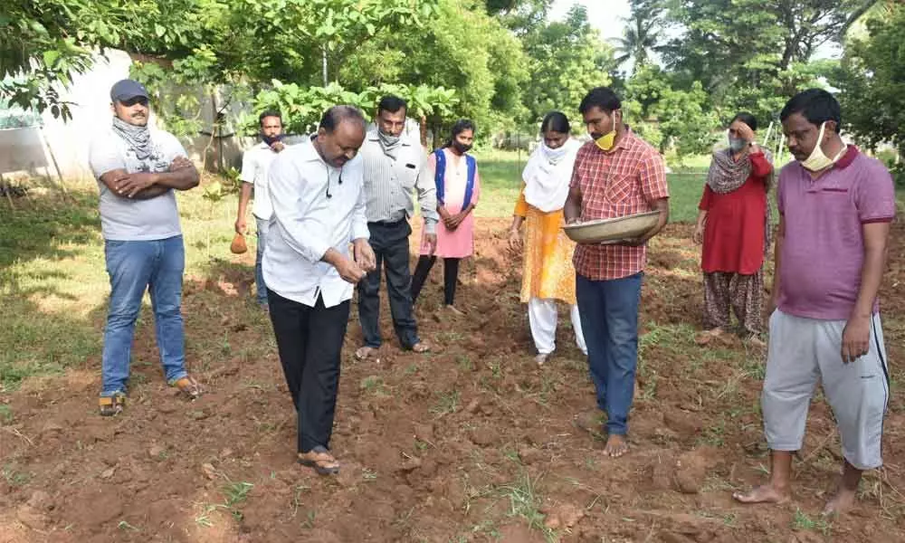 District Collector M Harijawaharlal sowing seeds at his camp office in Vizianagaram on Friday