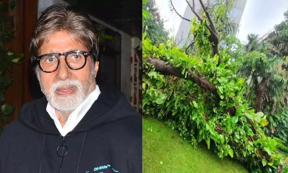 Nostalgia: Amitabh Shares The Pic Of His Fallen Gulmohar Tree And Reminisces Memories With It