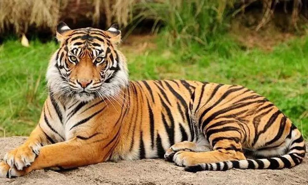 Royal Bengal tiger at Nehru Zoological Park in Hydeabad