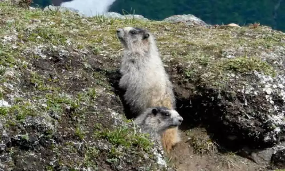 Chinese city sounds alert for bubonic plague, health officials warn against eating marmot meat