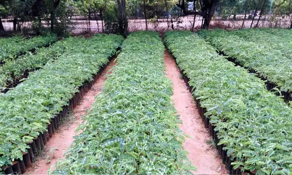 20 Cr saplings to be planted during rainy season: Prateep Kumar
