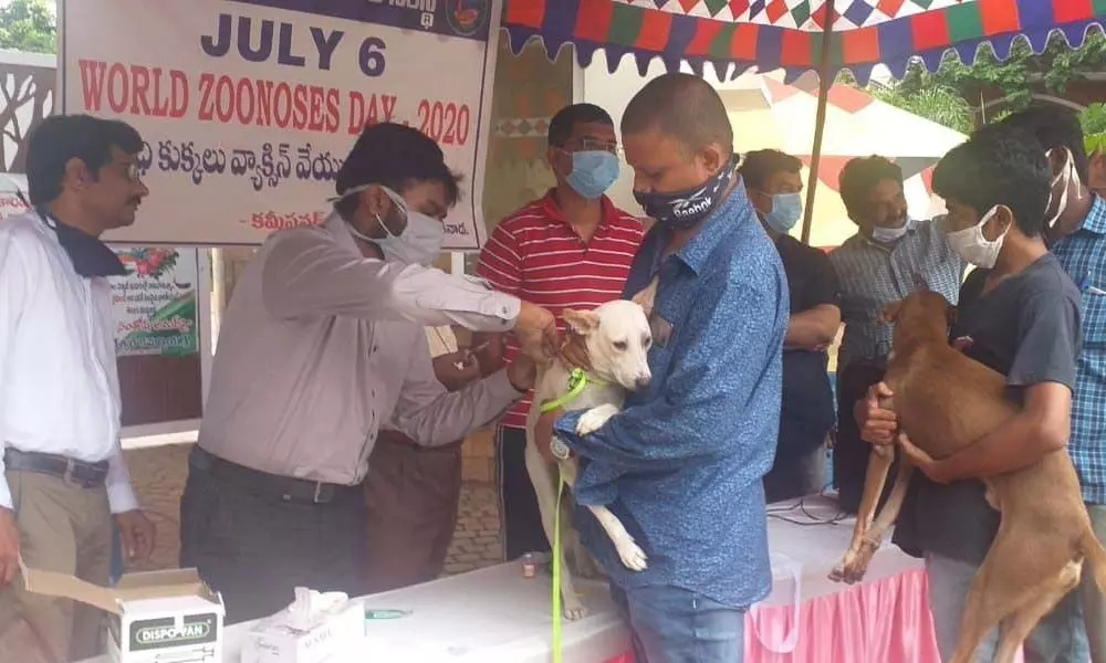 Vaccine administered to pet dogs in Kakinada on Monday
