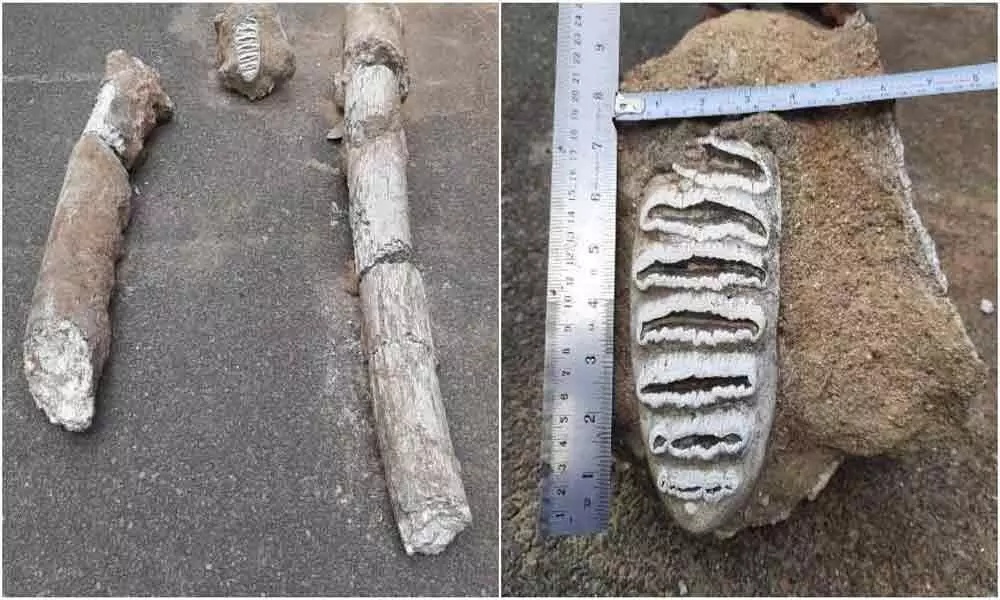 Elephant fossils found at Singareni Coal mines