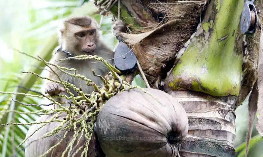 Thailand denies monkeys abused to harvest coconut products