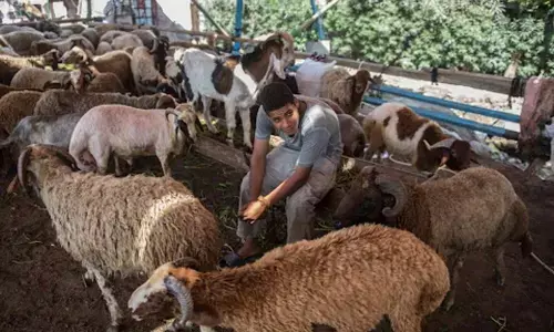 Cant sacrifice? Donate to poor, Muslims told