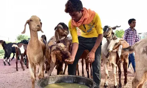 Just days ahead of Bakrid: Fierce debate rages over Fatwa