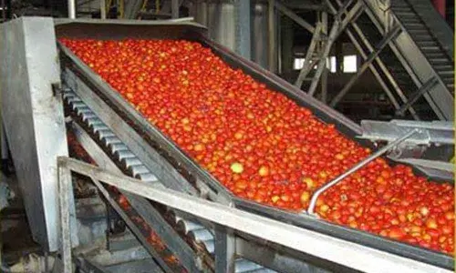 Anantapur: Horticulture producers seek amenities to get better price