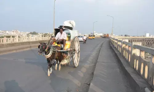 A jatka carrying luggage in Rajamahendravaram