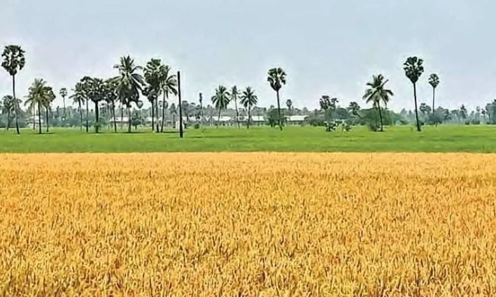 Andhra Pradesh government  releases three new rice varieties