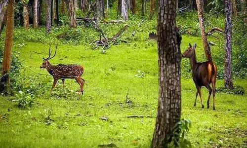 Karnataka: Forests and Safaris opened by Government, locked by local administrations