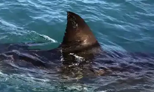 Teen killed in suspected shark attack off Australian coast - police